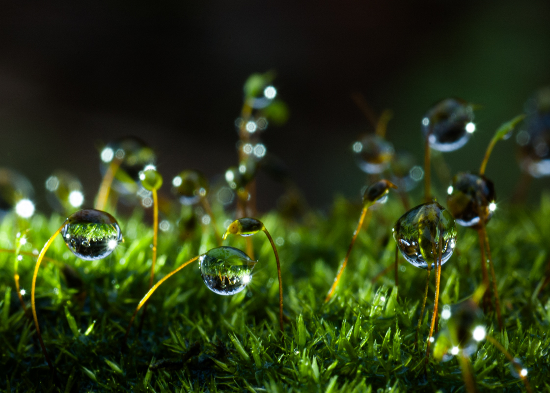 【指尖上的星球】雙連埤 × 微距鏡下的苔癬奇境